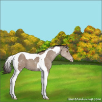 Horse Color:Classic Champagne Tobiano 