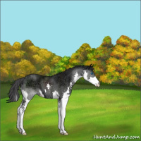 Horse Color:Black Ice Splash Appaloosa