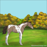 Horse Color:Classic Champagne Tobiano 