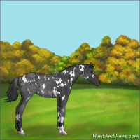 Horse Color:White Spotted Black 