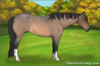 Horse Color:Unknown 