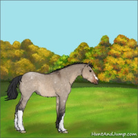 Horse Color:Brown Dun
