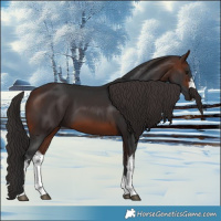 Horse Color:White Spotted Brown 