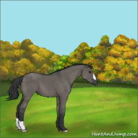 Horse Color:Grullo