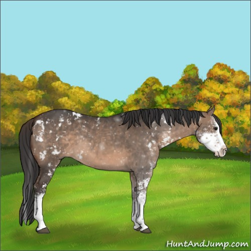 Horse Color:Brown Dun Sabino Splash Rabicano