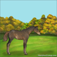 Horse Color:Chocolate Palomino 