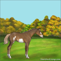 Horse Color:Chocolate Palomino Frame