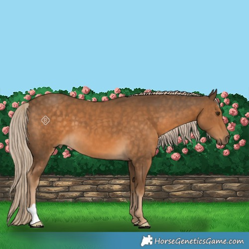 Horse Color:Chocolate Palomino 