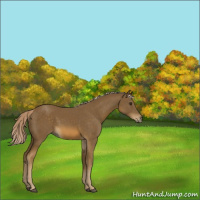Horse Color:Chocolate Palomino