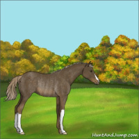 Horse Color:Chocolate Palomino Rabicano 