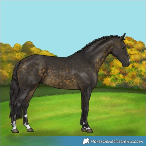 Horse Color:Buckskin 