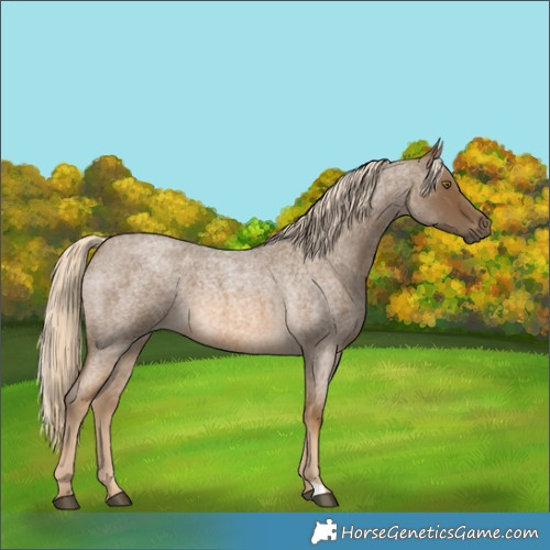 Horse Color:Chocolate Palomino Roan 