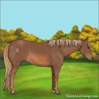 Horse Color:Chestnut 