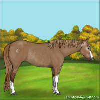 Horse Color:Gray Red Dun Rabicano 