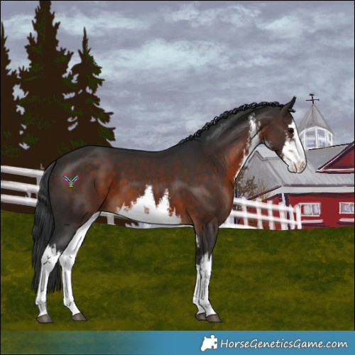 Horse Color:White Spotted Brown 