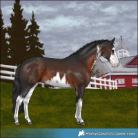 Horse Color:White Spotted Brown 
