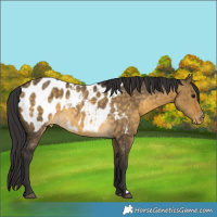 Horse Color:Buckskin Dun Blanket Rabicano 