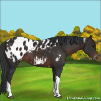 Horse Color:Brown Tobiano Appaloosa 
