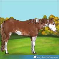 Horse Color:Chestnut Sabino 