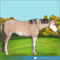 Horse Color:Amber Champagne Sabino 