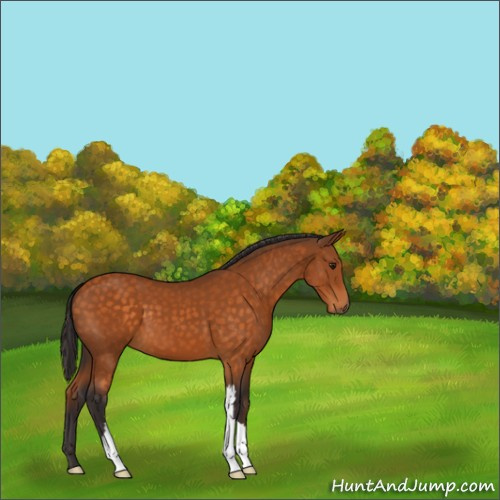 Horse Color:Unknown 