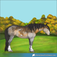 Horse Color:Unknown 
