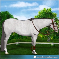 Horse Color:Platinum Classic Cream Champagne Roan Rabicano