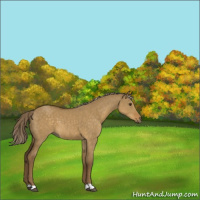 Horse Color:Chocolate Palomino Dun
