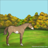 Horse Color:Chocolate Palomino Dun Frame 