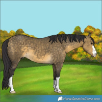 Horse Color:Buckskin Dun 