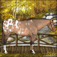 Horse Color:Bay Dun Appaloosa 