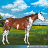 Horse Color:Chestnut Sabino Splash 