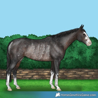 Horse Color:Brown Rabicano 