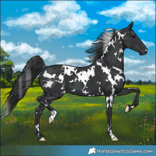 Horse Color:White Spotted Black