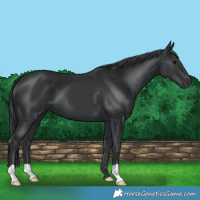 Horse Color:Black 