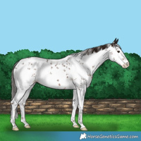 Horse Color:Liver Chestnut Sabino