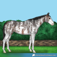 Horse Color:Brown Sabino 