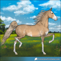 Horse Color:Chocolate Palomino Dun Sabino 