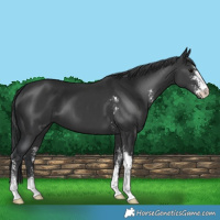 Horse Color:Black Sabino