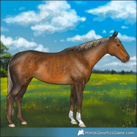 Horse Color:Chocolate Palomino 