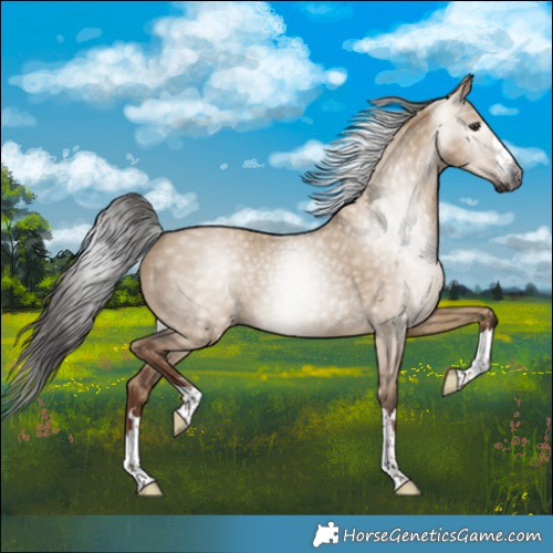 Horse Color:Gray Liver Red Dun