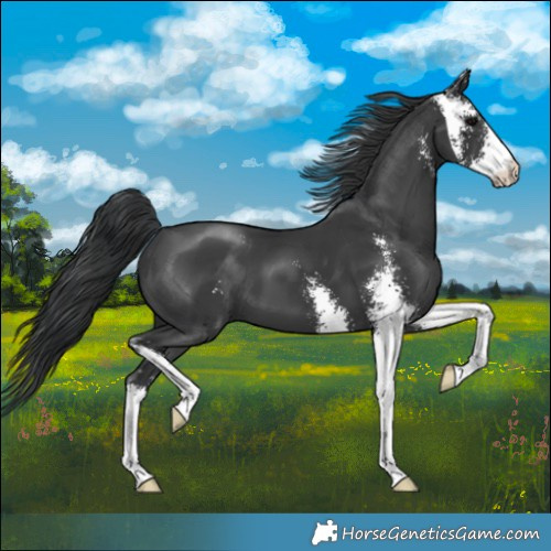 Horse Color:Black Sabino