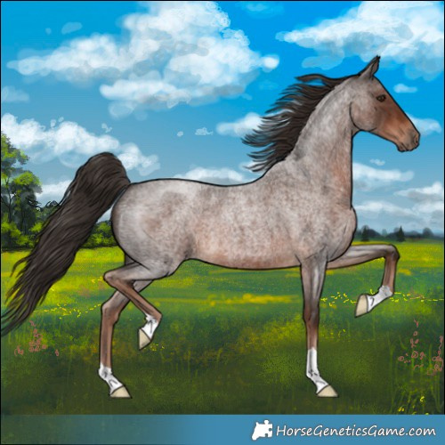 Horse Color:Liver Red Roan