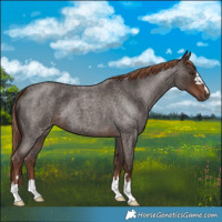 Horse Color:Liver Red Roan 
