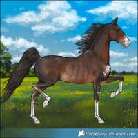 Horse Color:Liver Chestnut Sabino Rabicano