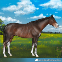 Horse Color:Liver Chestnut Sabino Rabicano