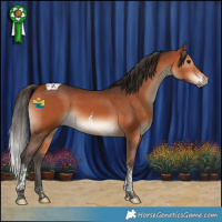 Horse Color:Bay Tobiano 