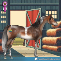 Horse Color:Bay Tobiano 