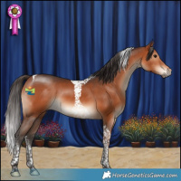Horse Color:Bay Tobiano 
