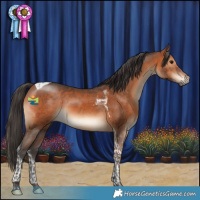 Horse Color:Bay Tobiano 